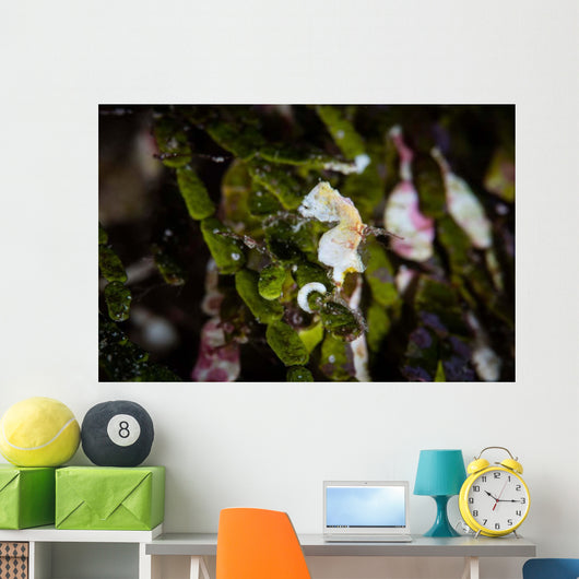 Pontohi Pygmy Seahorse Hippocampus Wall Decal Design 2