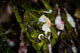 Pontohi Pygmy Seahorse Hippocampus Wall Decal Design 2