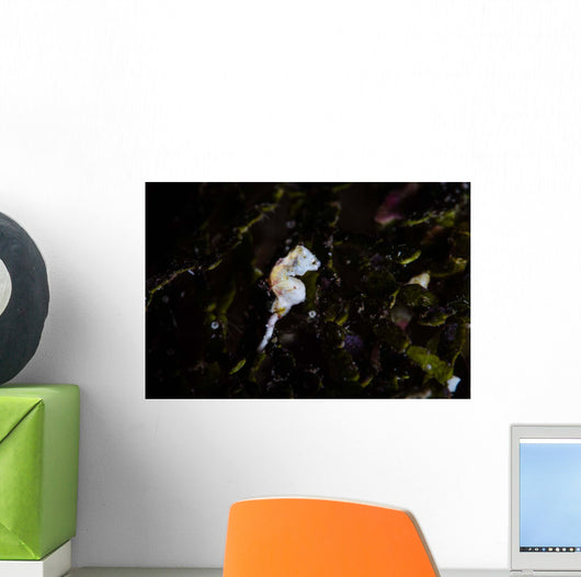 Pontohi Pygmy Seahorse Hippocampus Wall Decal Design 1