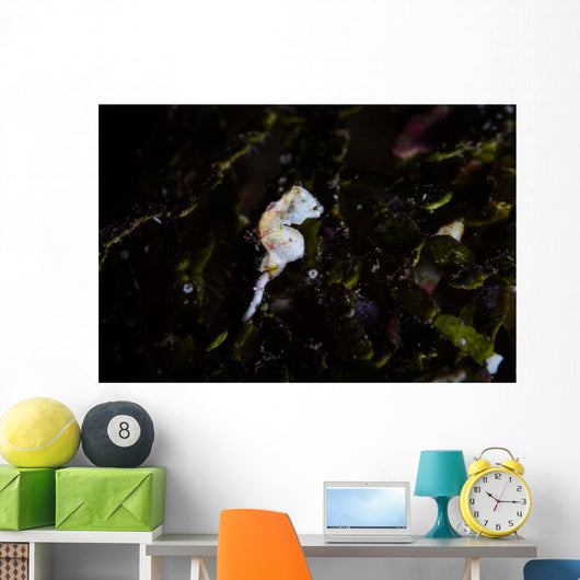 Pontohi Pygmy Seahorse Hippocampus Wall Decal Design 1