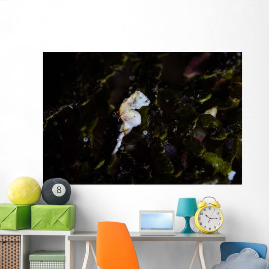 Pontohi Pygmy Seahorse Hippocampus Wall Decal Design 1