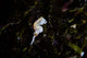 Pontohi Pygmy Seahorse Hippocampus Wall Decal Design 1