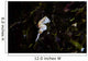 Pontohi Pygmy Seahorse Hippocampus Wall Decal Design 1