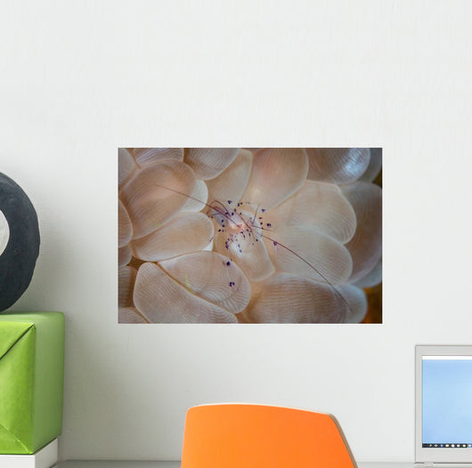 Translucent Shrimp Vir Philippinensis Wall Decal