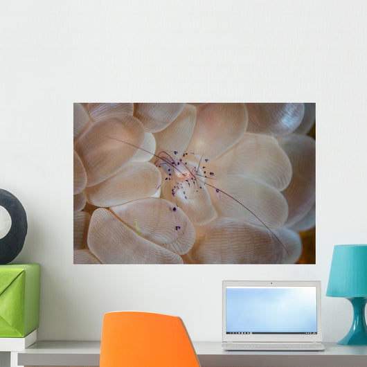 Translucent Shrimp Vir Philippinensis Wall Decal