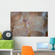 Translucent Shrimp Vir Philippinensis Wall Decal