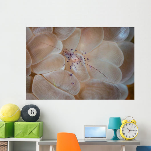 Translucent Shrimp Vir Philippinensis Wall Decal