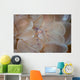 Translucent Shrimp Vir Philippinensis Wall Decal
