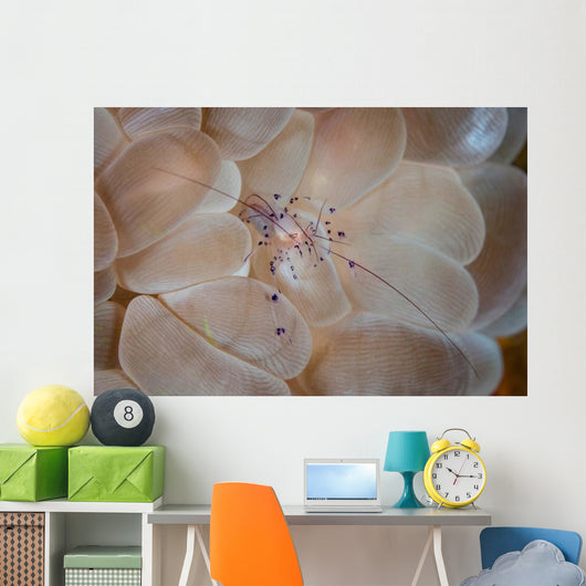 Translucent Shrimp Vir Philippinensis Wall Decal