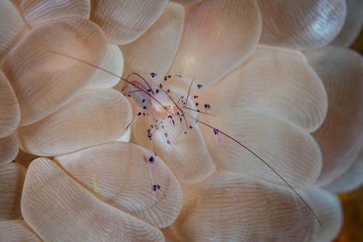 Translucent Shrimp Vir Philippinensis Wall Decal