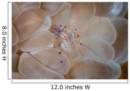 Translucent Shrimp Vir Philippinensis Wall Decal