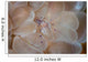 Translucent Shrimp Vir Philippinensis Wall Decal