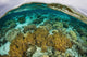 Shallow Coral Reef Thrives Wall Decal Design 2