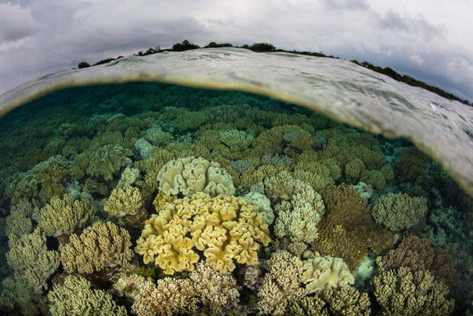 Shallow Coral Reef Thrives Wall Decal Design 1