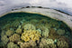 Shallow Coral Reef Thrives Wall Decal Design 1