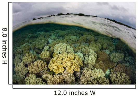 Shallow Coral Reef Thrives Wall Decal Design 1