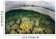 Shallow Coral Reef Thrives Wall Decal Design 1