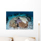 Crown-of-thorns Sea Star Feeds Wall Decal Design 2