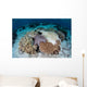 Crown-of-thorns Sea Star Feeds Wall Decal Design 2