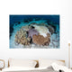Crown-of-thorns Sea Star Feeds Wall Decal Design 2