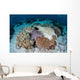 Crown-of-thorns Sea Star Feeds Wall Decal Design 2