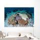 Crown-of-thorns Sea Star Feeds Wall Decal Design 2