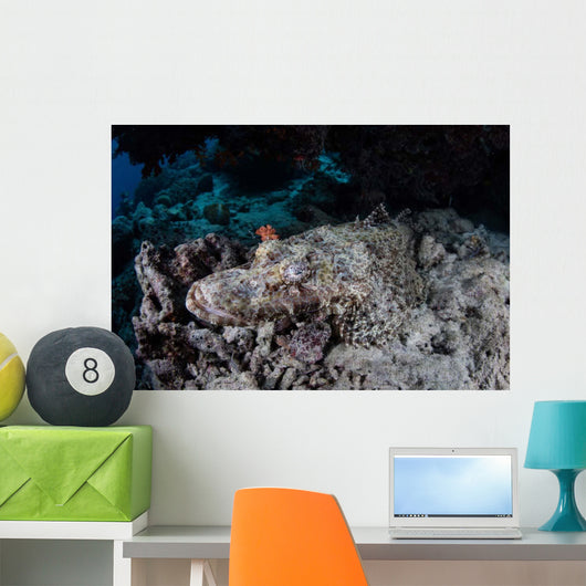 Large Crocodilefish Lies Wait Wall Decal Design 1