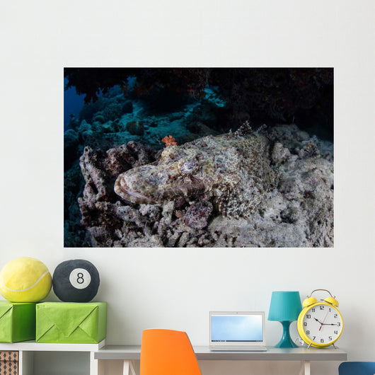 Large Crocodilefish Lies Wait Wall Decal Design 1