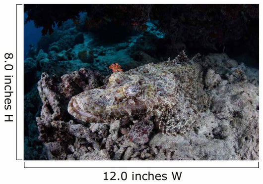 Large Crocodilefish Lies Wait Wall Decal Design 1
