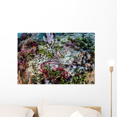 Young Lionfish Pterois Volitans Wall Decal shown on a wall