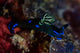 Gloomy Nudibranch Tambja Morosa Wall Decal