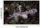 Rrnate Ghost Pipefish Solenostomus Wall Decal Design 1
