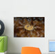 Detail Eye Tasseled Wobbegong Wall Decal Design 2