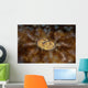 Detail Eye Tasseled Wobbegong Wall Decal Design 2