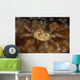 Detail Eye Tasseled Wobbegong Wall Decal Design 2