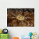 Detail Eye Tasseled Wobbegong Wall Decal Design 2