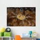 Detail Eye Tasseled Wobbegong Wall Decal Design 2