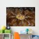 Detail Eye Tasseled Wobbegong Wall Decal Design 2