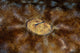 Detail Eye Tasseled Wobbegong Wall Decal Design 2
