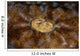 Detail Eye Tasseled Wobbegong Wall Decal Design 2