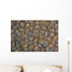 Acoel Flatworms Cover Coral Wall Decal Design 2