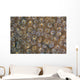 Acoel Flatworms Cover Coral Wall Decal Design 2