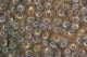Acoel Flatworms Cover Coral Wall Decal Design 2