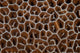 Detail Coral Colony Raja Wall Decal