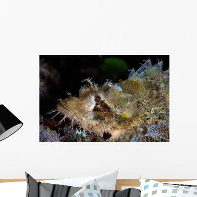 Papuan Scorpionfish Lies Reef Wall Decal Design 2 shown on a wall