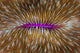 Detail Mushroom Coral Fungi Wall Decal Design 1