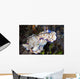 Several Risbecia Tryoni Nudibranch Wall Decal