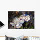Several Risbecia Tryoni Nudibranch Wall Decal