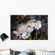 Several Risbecia Tryoni Nudibranch Wall Decal