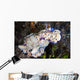 Several Risbecia Tryoni Nudibranch Wall Decal
